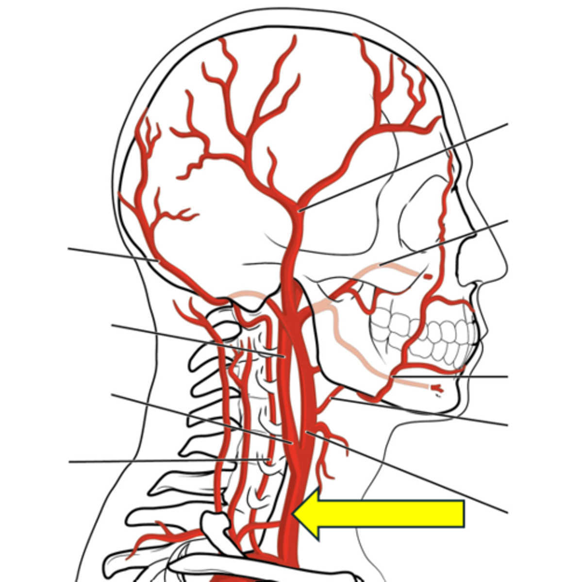 <p>Name the red vessel.</p>