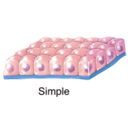 <p>Single layer of cells</p>