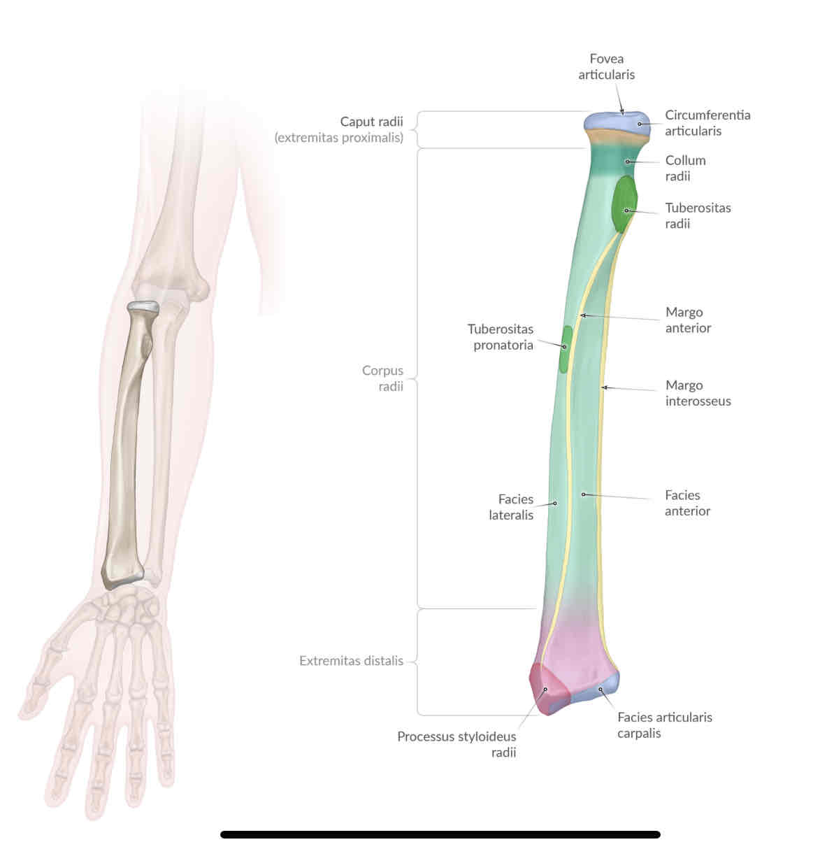 <p>circumferentiia articularis</p>