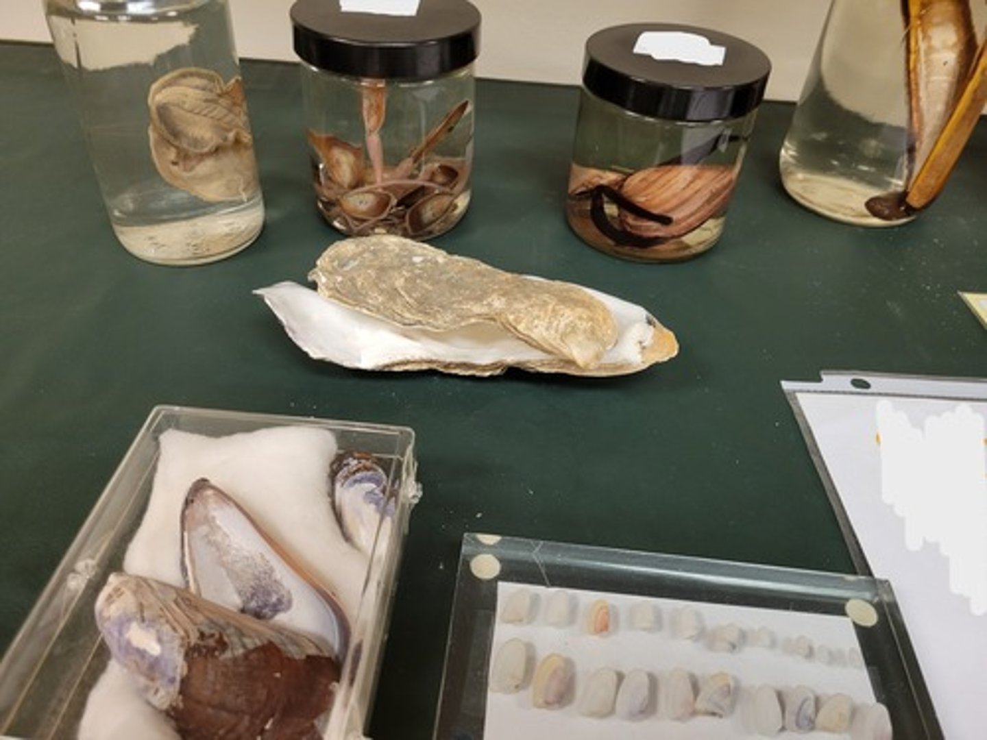 <p>Identify taxonomy</p>