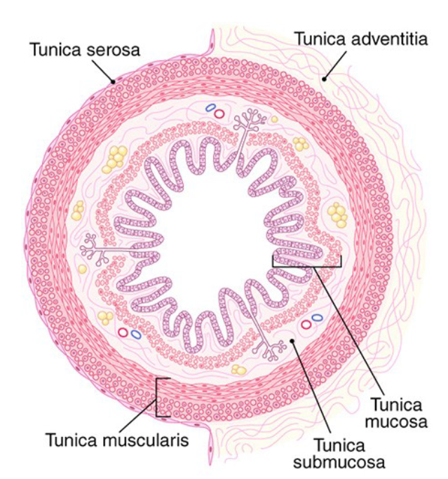 <p><span><strong><span>adventitia </span></strong><span>instead of </span><strong><span>serosa</span></strong></span></p>
