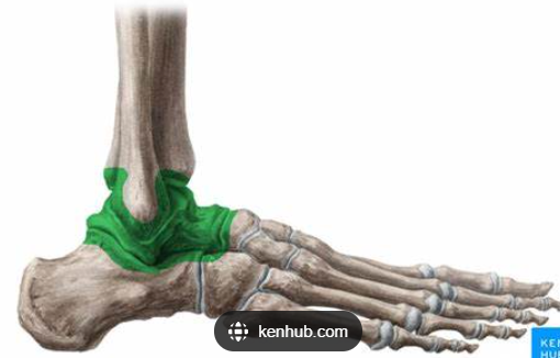 <p>What are the<strong> movements</strong> of the Talocrural Joint?  “ankle Joint”</p>