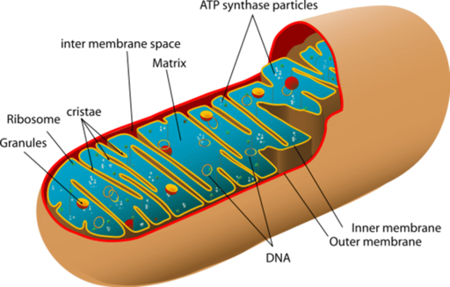 <p>Site of aerobic respiration</p>