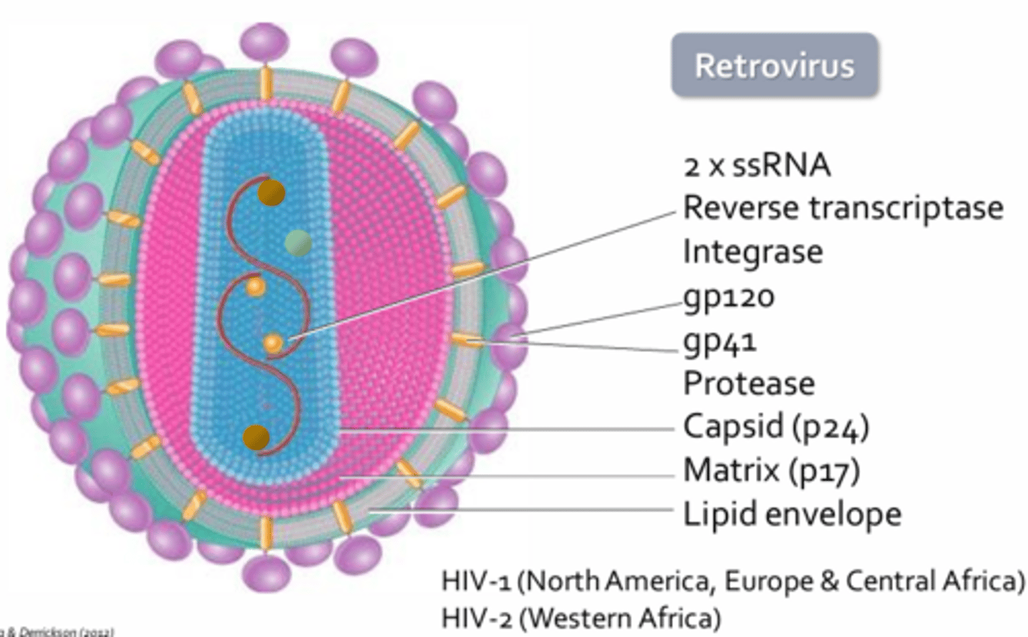 <p>- HIV = Lentivirus = Retroviruses</p><p>- HIVs genome is present on 2 single stranded RNA molecules </p><p>- Surface glycoproteins gp120 and gp41 which aid in viral attachment and entry into host cell respectively </p><p>- Protease, processes viral proteins produced during replication to allow for final viral assembly </p><p>- Other proteins make up the caspid and matrix of the virus which help to protect the nucleoside core </p><p>- Lipid bilayer acts like a cloaking device to hide the virion from host immune cells </p><p>HIV-1:</p><p>- Most prevalent in North America, Europe, and Central Africa</p><p>- Replicates more quickly than HIV-2</p><p>HIV-2:</p><p>- Predominantly found in West Africa</p>