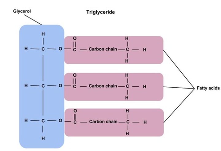 <p>d) Glicerol e Ácidos Gordos.</p><p>Triglicerídeos = 3 moléculas de ácidos gordos ligadas a uma molécula de Glicerol</p>