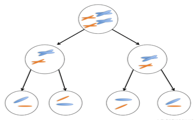 <p>When chromosomes separate in meiosis, each gamete will receive only one chromosome from each pair.</p>