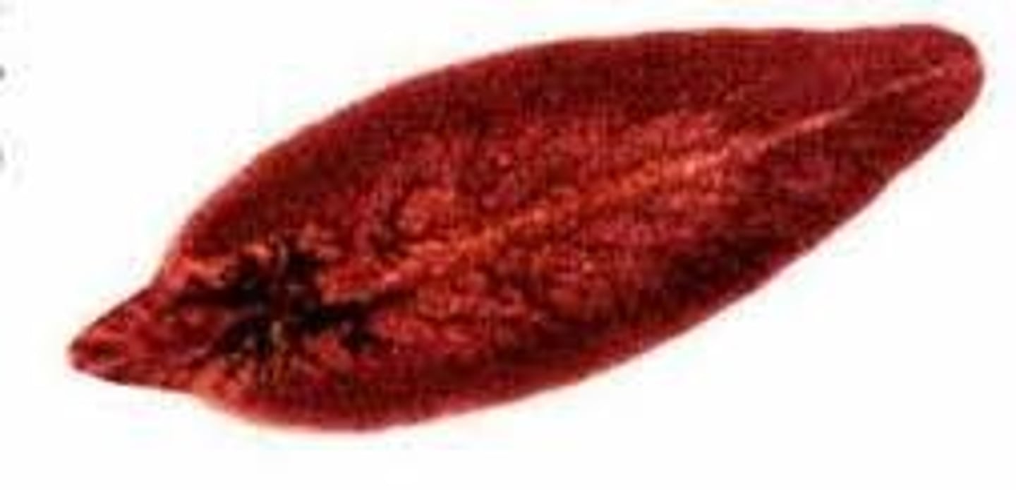 <p>Class of platyhelminths (flukes)</p><p>- ex. Chinese liver fluke</p><p>- life cycle: eggs, sporocysts, redia larva, cercaria larva (sexually mature in humans, out with feces, hatches after snail eats it, becomes sporocysts --&gt; redia --&gt; cercaria --&gt; into water and attaches to fish host through muscle --&gt; humans eat)</p>