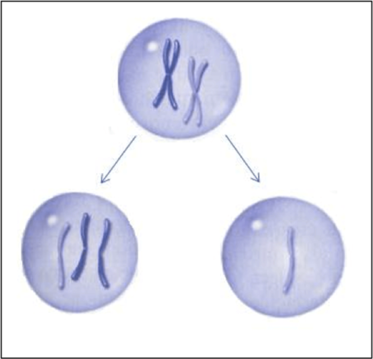 <p>nondisjunction</p>