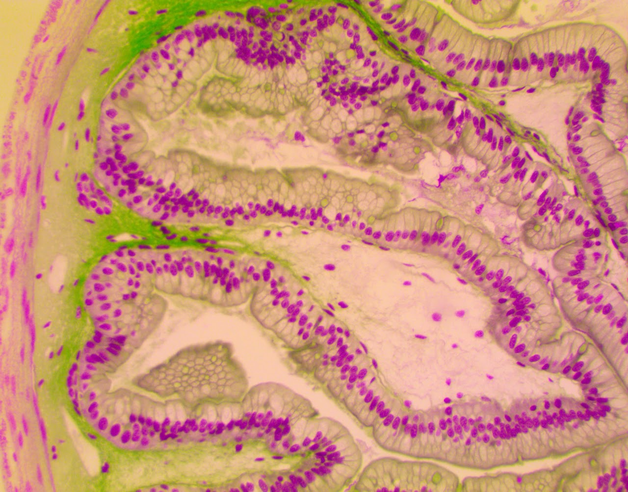 <p><span>Found in the lining of the small intestines. High absorption of nutrients while remaining selective against digestive enzymes and acids. </span></p>