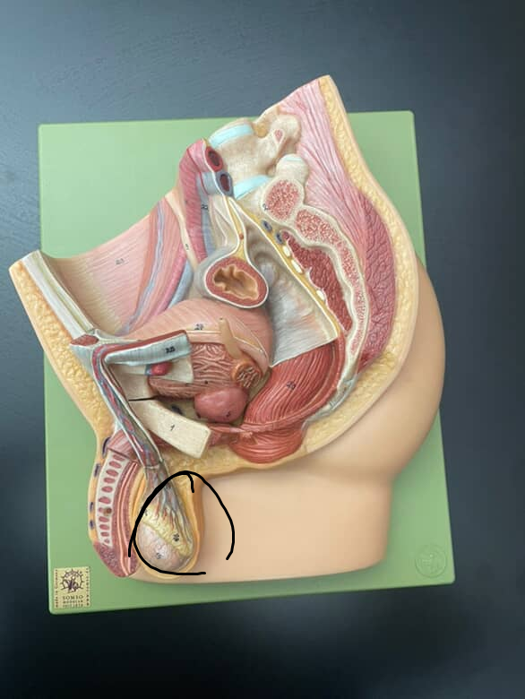 <p>male gonads, located in scrotum sack under the penis</p>