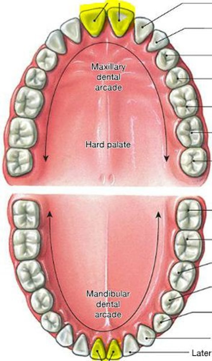 <p>specific area of teeth</p>