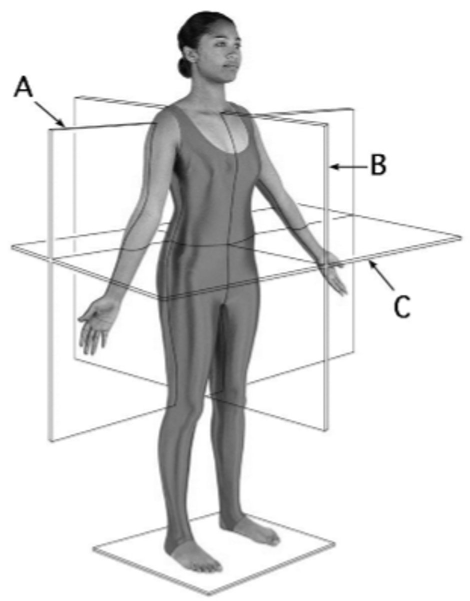 <p>What are the terms for the plane indicated by the letter A? (Two answers)</p>