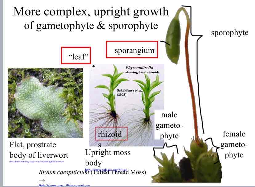 <p>Main features of Mosses</p>