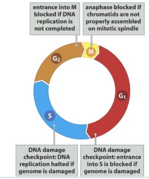<ol><li><p>G1-fas: Ifall genomet i skadat går cellen ej in i S-fas. Kallas restriktionspunkten (R-point). </p></li><li><p>S-fas: Replikationen upphör ifall det finns skada på genomet.</p></li><li><p>G2-fas: Innan mitos kontrolleras att replikationen är fullbordad.</p></li><li><p>M-fas: Anafas blockeras ifall kromatiderna inte är rätt placerade.</p></li></ol>