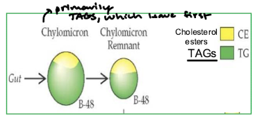 <p>TAGs, which will leave first</p>