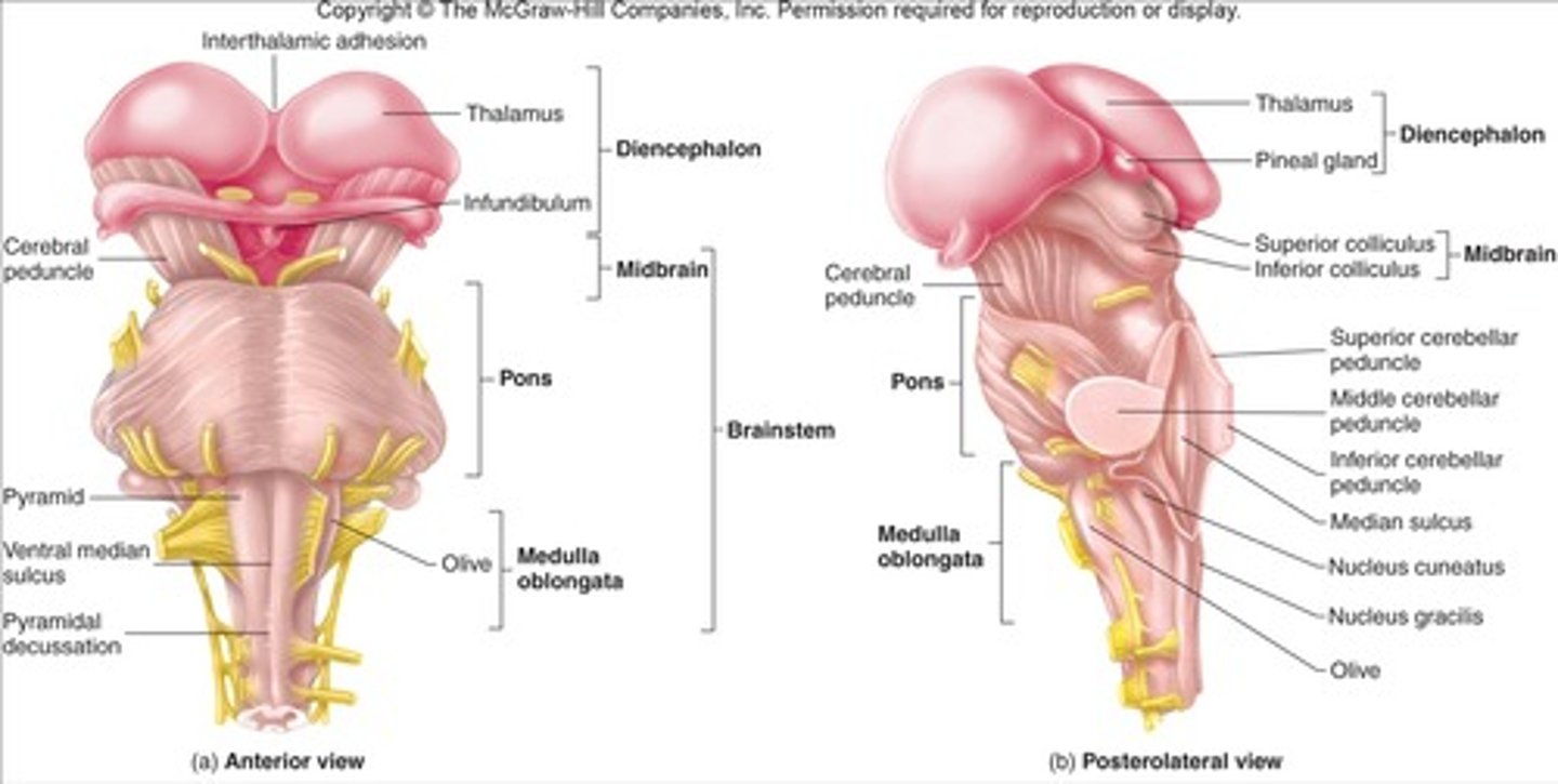 <p>(mesencephalon)</p><p>tectum, tegmentum, cerebral peduncles, cerebral aqueduct</p>