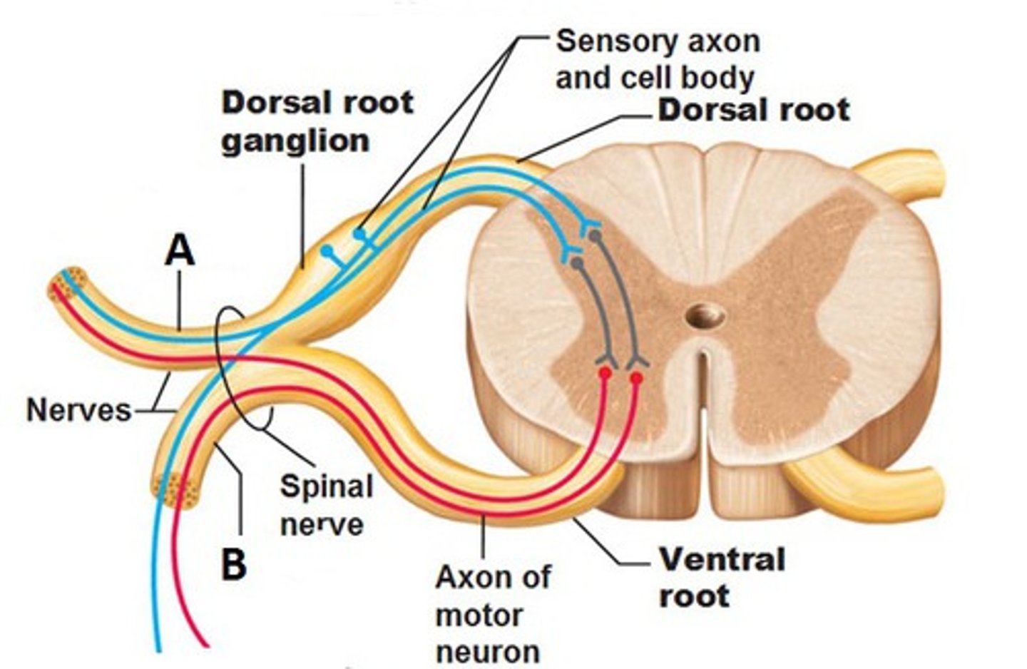 <p>Nerve roots that emerge from the spinal cord, with ventral roots carrying motor signals and dorsal roots carrying sensory signals</p>