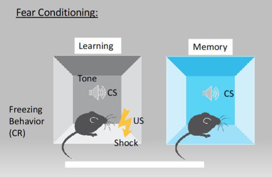 <p>How is Fear Conditioning performed in mice?</p>