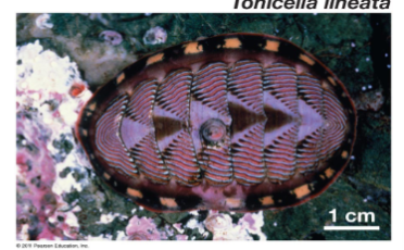 <p>phylum molluska, chitons, marine plated</p>