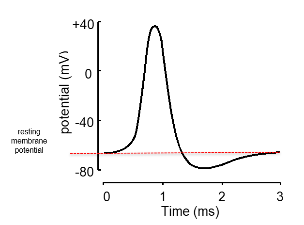 <p>Action potentials are also known as spikes, nerve impulses and nerve discharges</p>