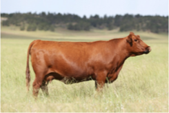 <p>Name the Breed</p>