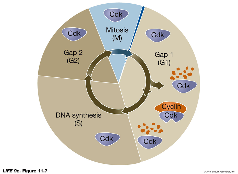 <p>cyclins pull up when needed, proteases degrade them after to prevent a continuous cell cycle and other errors —&gt; major cancer risk</p>