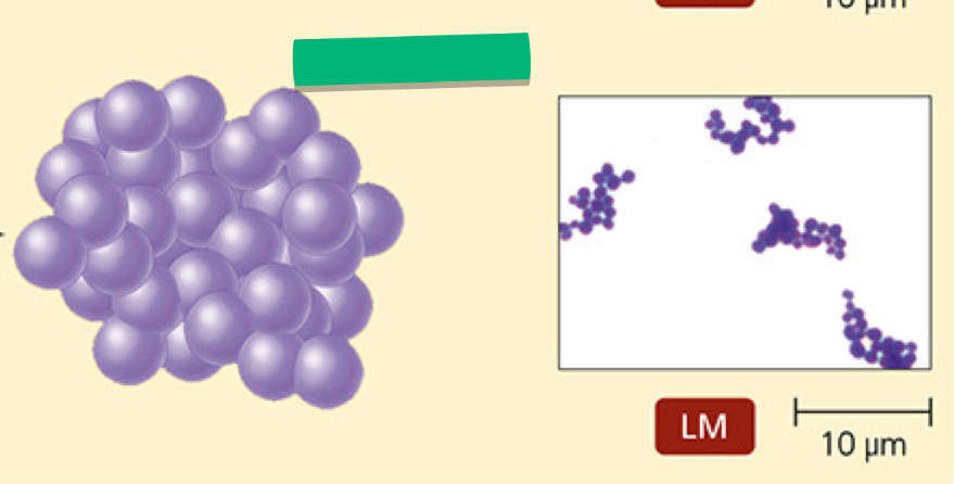 <p>What is the arrangement of this prokaryotic cell?</p>
