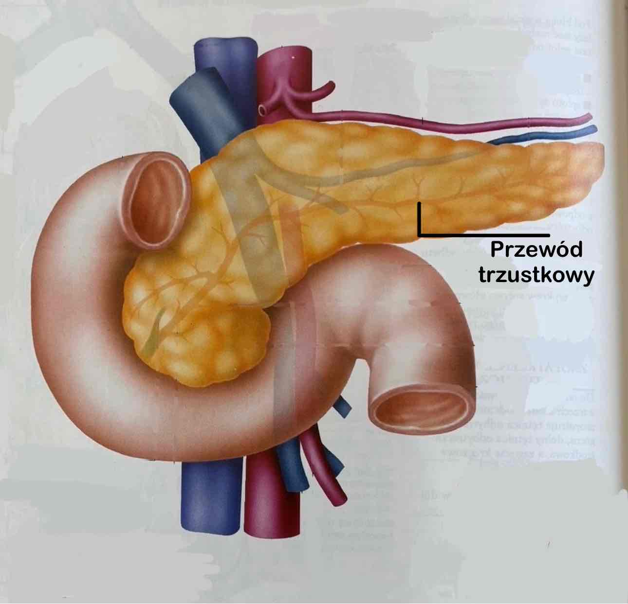 <p>Ductus pancreaticus </p>