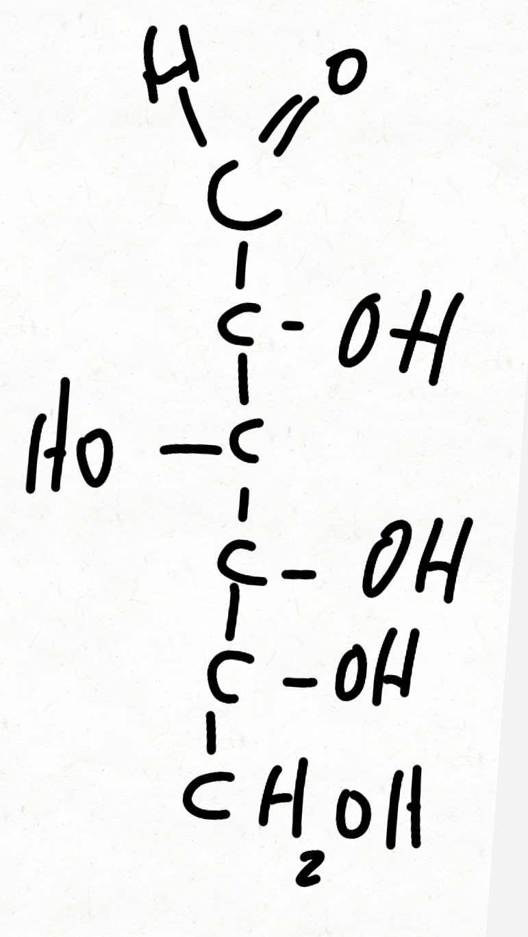 <p>the primary energy source for most cells.</p><p></p>