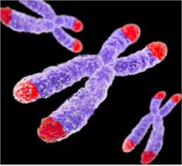 <p><span>repeated DNA sequences [(TTAGGG)n in humans]</span></p><p style="text-align: left"><span>&nbsp; 5000-15000 base pairs</span></p><p style="text-align: left"><span>&nbsp; protect chromosome ends from exonucleases</span></p><p style="text-align: left"><span>&nbsp;facilitate complete replication of chromosomes</span></p><p style="text-align: left"><span>&nbsp; promote chromosomes pairing during meiosis</span></p>