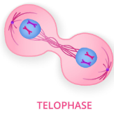 <p>the unreplicated chromosomes, formerly sister chromatids, reach the poles. The nuclear envelope reforms, chromosomes begin to decondense</p>