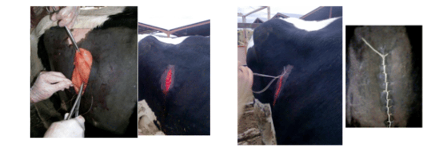 <p>surgery on the field.</p><p>★ omentopexy and muscular and skin suture</p><p>make an incision and reach in your hand to put the abomasum back in place. then suture it to the muscle and skin.</p>