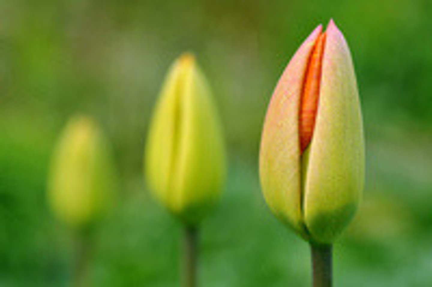 <p>a small part of a plant that develops into a flower or leaf: chồi, nụ</p>