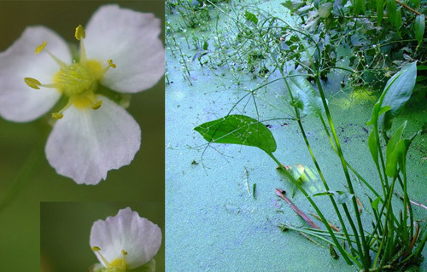 <p>Grote waterweegbree</p>