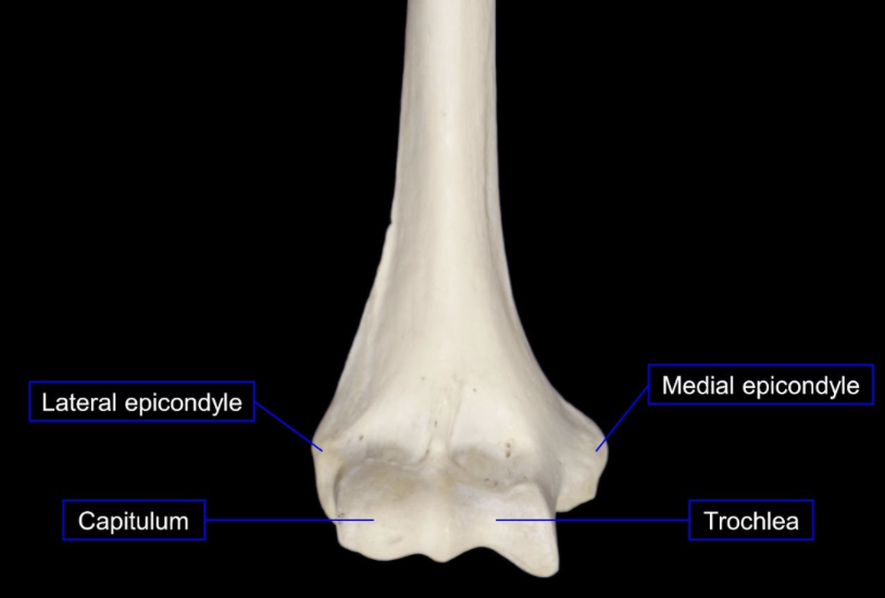 <p>Lateral epicondyle, capitulum, trochlea, medial epicondyle</p>