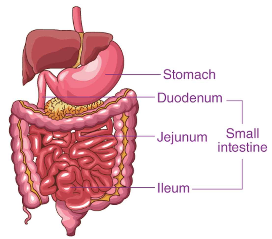 <p>Duodenum, Jejunum and Ileum</p>
