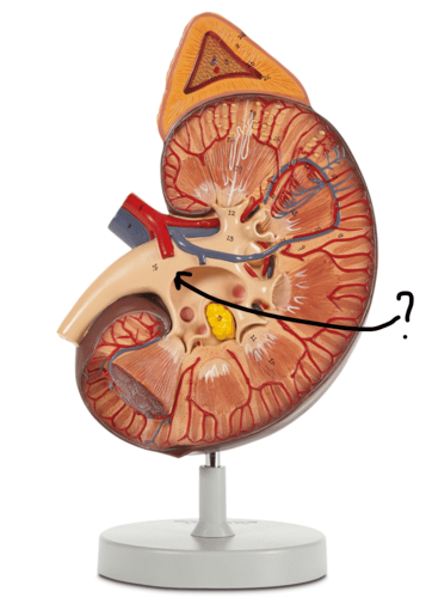 <p>Name this space.</p>