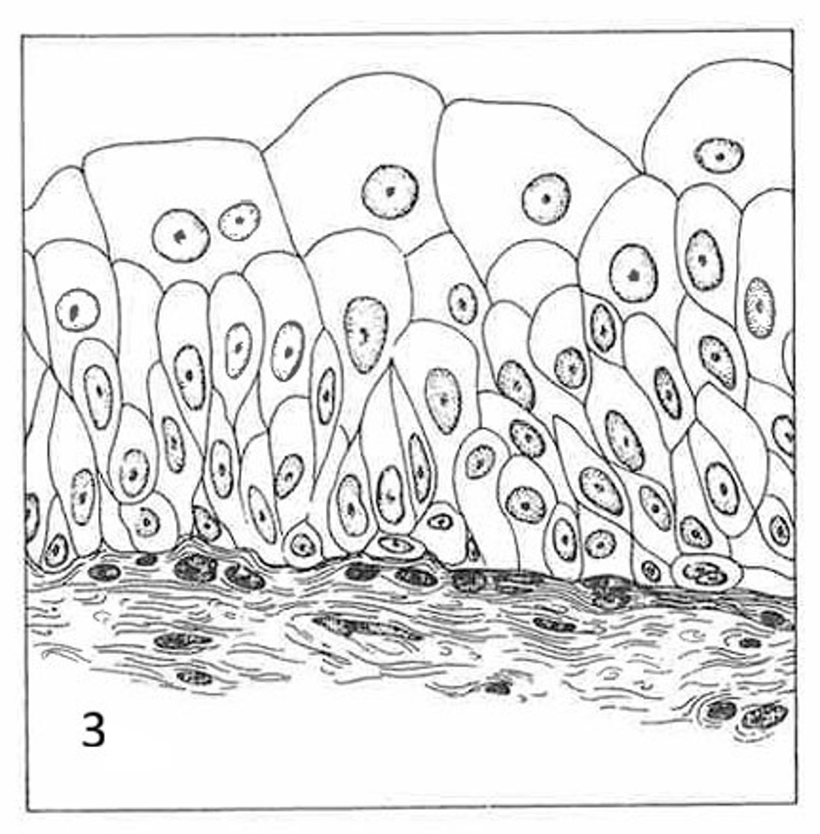 <p>Where is this tissue located?</p>