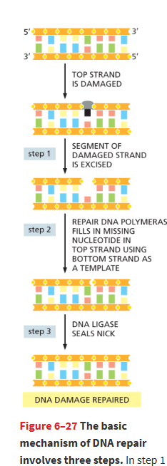 <p>Cells constantly repair DNA to prevent mutations.</p><ul><li><p><u>Most repair involves three steps:</u></p><ol><li><p><strong>Excision</strong> – removal of damaged bases or nucleotides.</p></li><li><p><strong>Re-synthesis</strong> – DNA polymerase I fills in correct nucleotides.</p></li><li><p><strong>Ligation</strong> – DNA ligase seals the strand.</p></li></ol></li></ul><p></p>