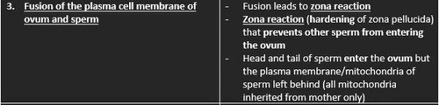 <p>Zona reaction</p><p>The fusion of plasma membrane of ovum and sperm leads to the hardening of zona pellucida </p><p>This hardening prevents other sperm from entering ovum </p>