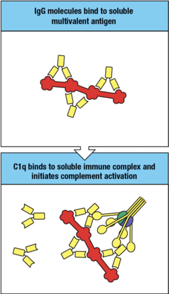 <p>- IgG bind to soluble multivalent ag</p><p>- C1q binds to IgG molecules and complement is activated</p>