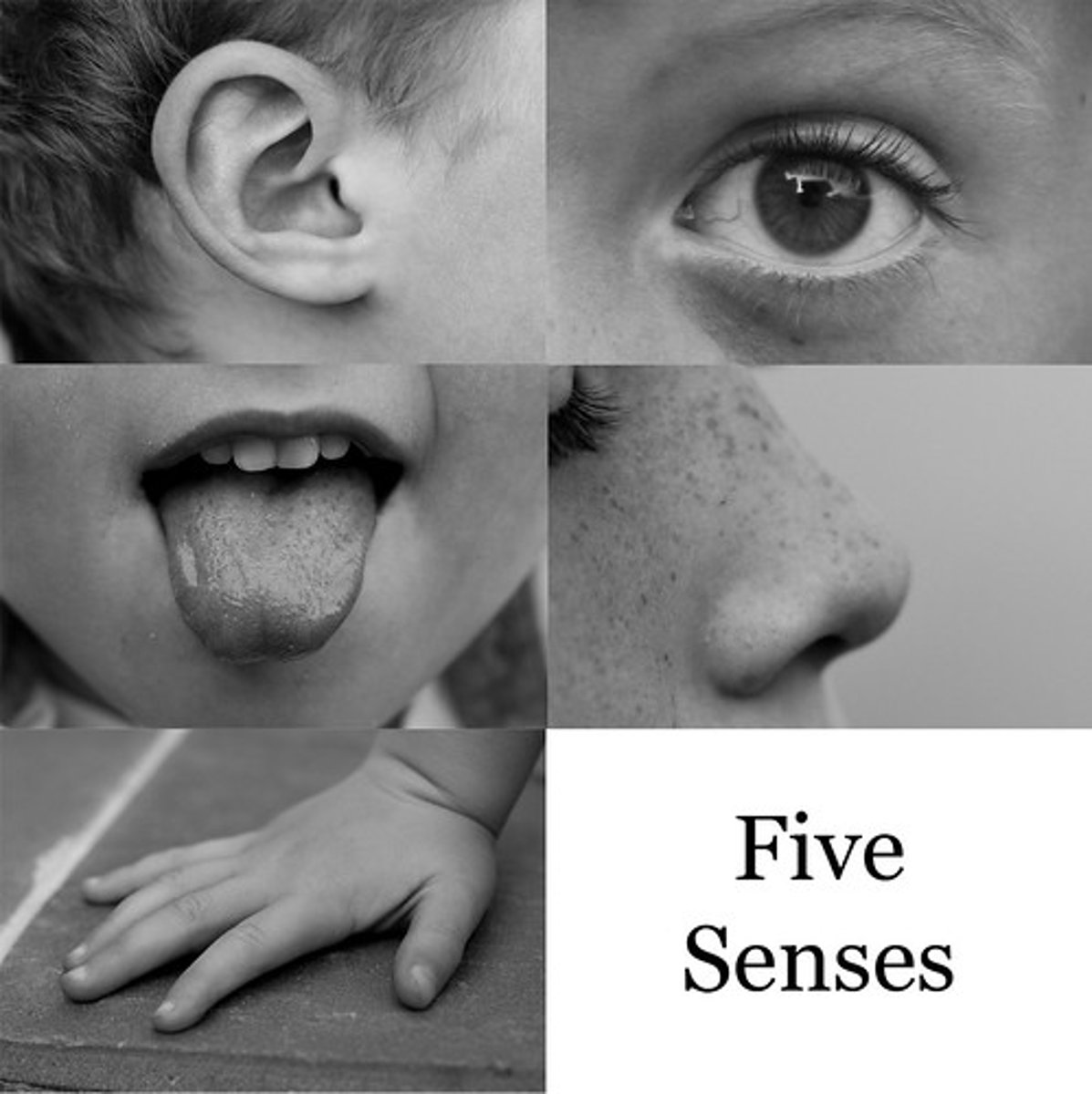 <p>You ____ the world with your five senses.</p>