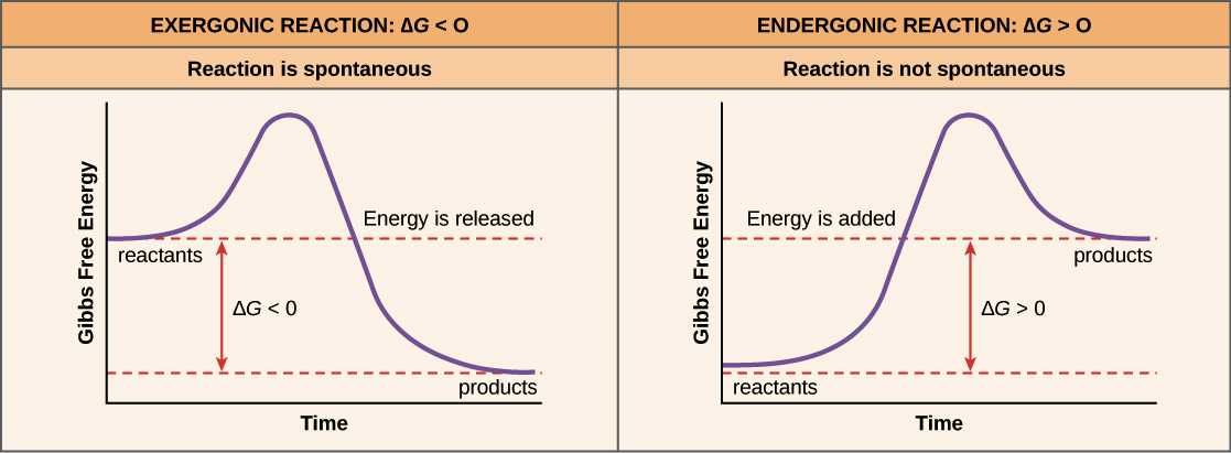 exergonic and endergonic reaction profiles 