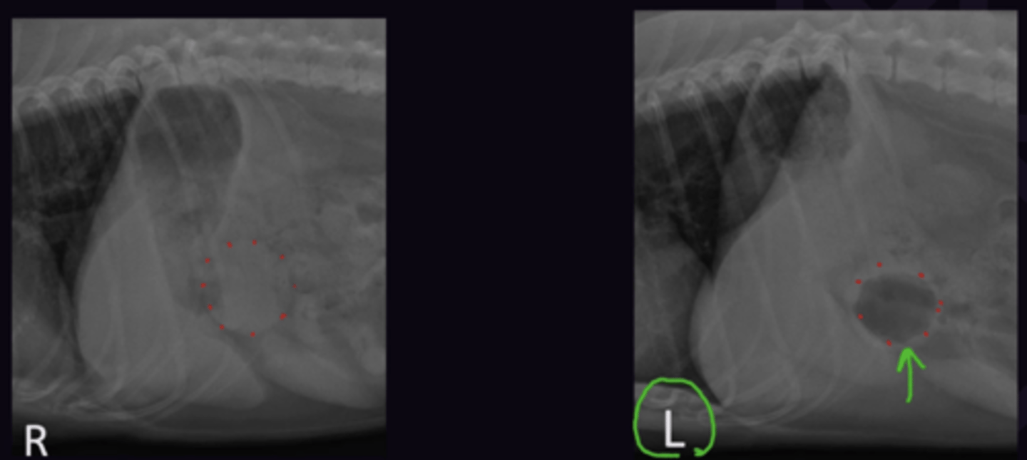 <p>If both lateral views are available then they can be compared. The left lateral view will have the most gas in the pylorus</p>