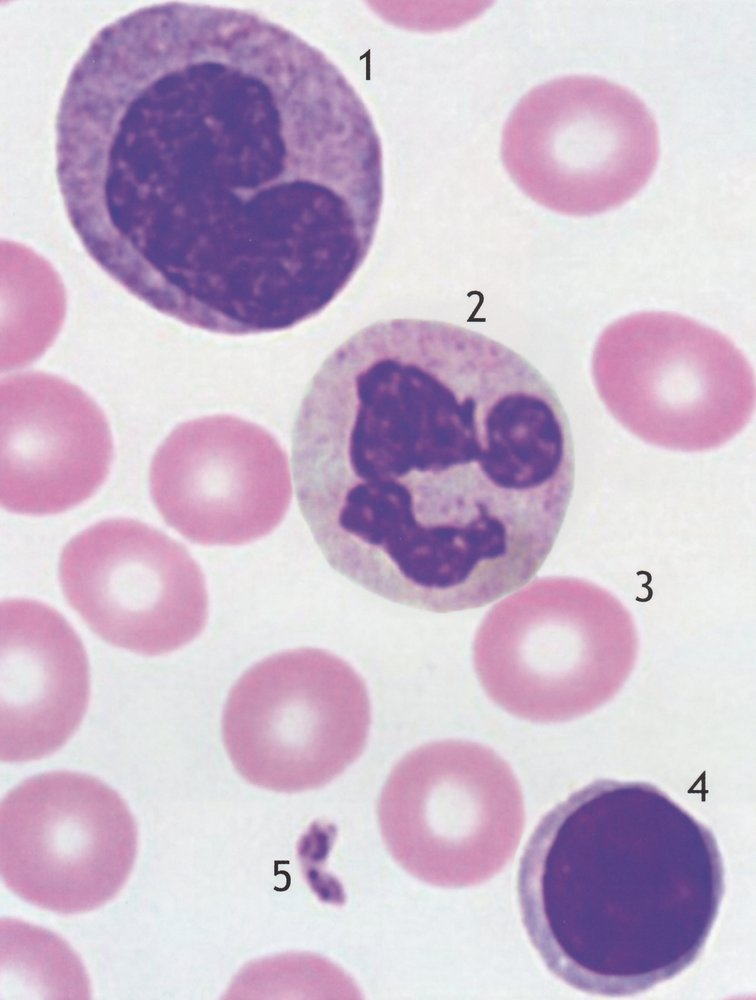 <p>C. 2,000 to 5,000</p>