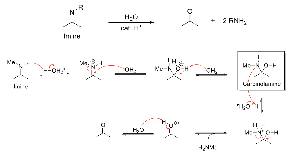 <p><strong>Notes:</strong></p><p>Acetal stable under basic conditions.</p><p>Reverse reaction of imine formation.</p><p></p><p><strong>Mechanism:</strong></p><p>C=N-R is protonated. H<sub>2</sub>O attacks carbonyl carbon. -H<sub>2</sub>O<sup>+</sup> is deprotonated. N is protonated. Formation of C=O bond kicks out H<sub>2</sub>NR. C=OH<sup>+</sup> is deprotonated.</p>