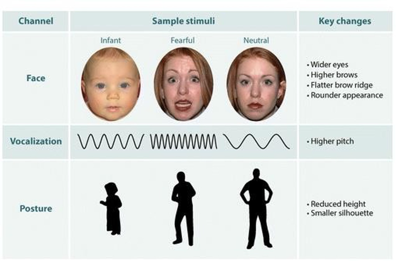 <p><strong>Marsh (2019) </strong></p><p>Adults can demonstrate infantile features when expressing fear which can prompt altruistic behaviours from others</p><ul><li><p><span><span>Our vocalisation when fearful is in a higher pitch voice, like an infant</span></span></p></li><li><p><span><span>Simiarly, when fearful our posture makes us smaller like a child</span></span></p></li></ul><p>&nbsp;</p><p>This is what evokes these fear circuits!</p>