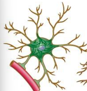 <p>provide structural (blood brain barrier) and metabolic support, repair cells </p>