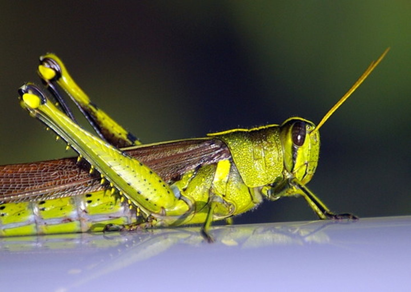<p>Order Orthoptera<br>Sub-phylum Insecta</p>