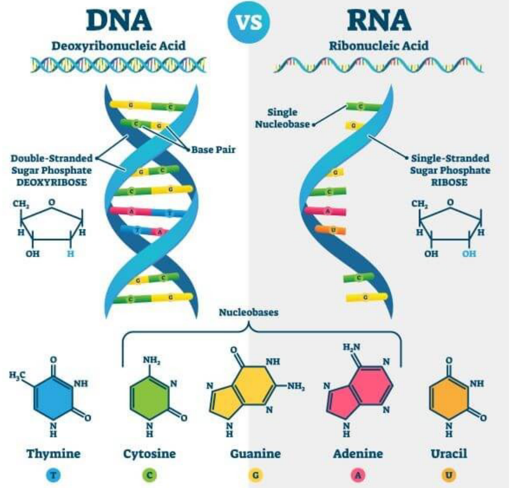 DNA & RNA helix patterns